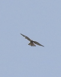 Riconoscimento rapace: Gheppio (Falco tinnunculus)